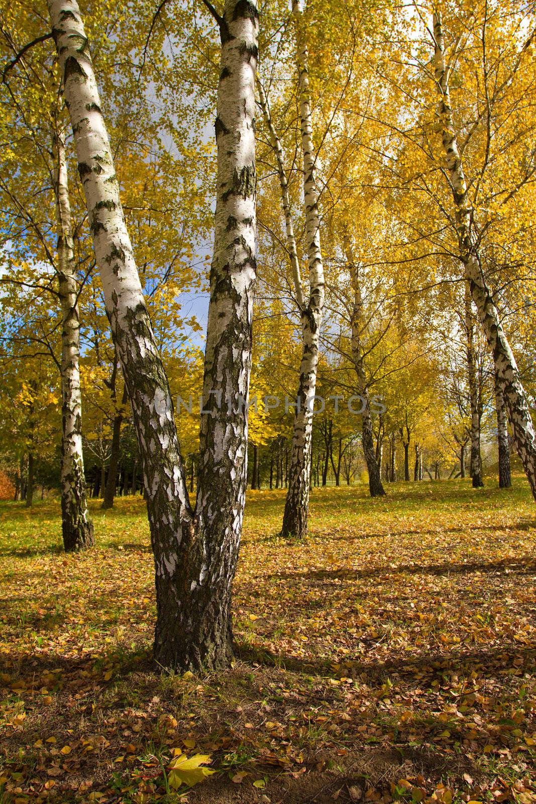 beautiful birch grove in autumn