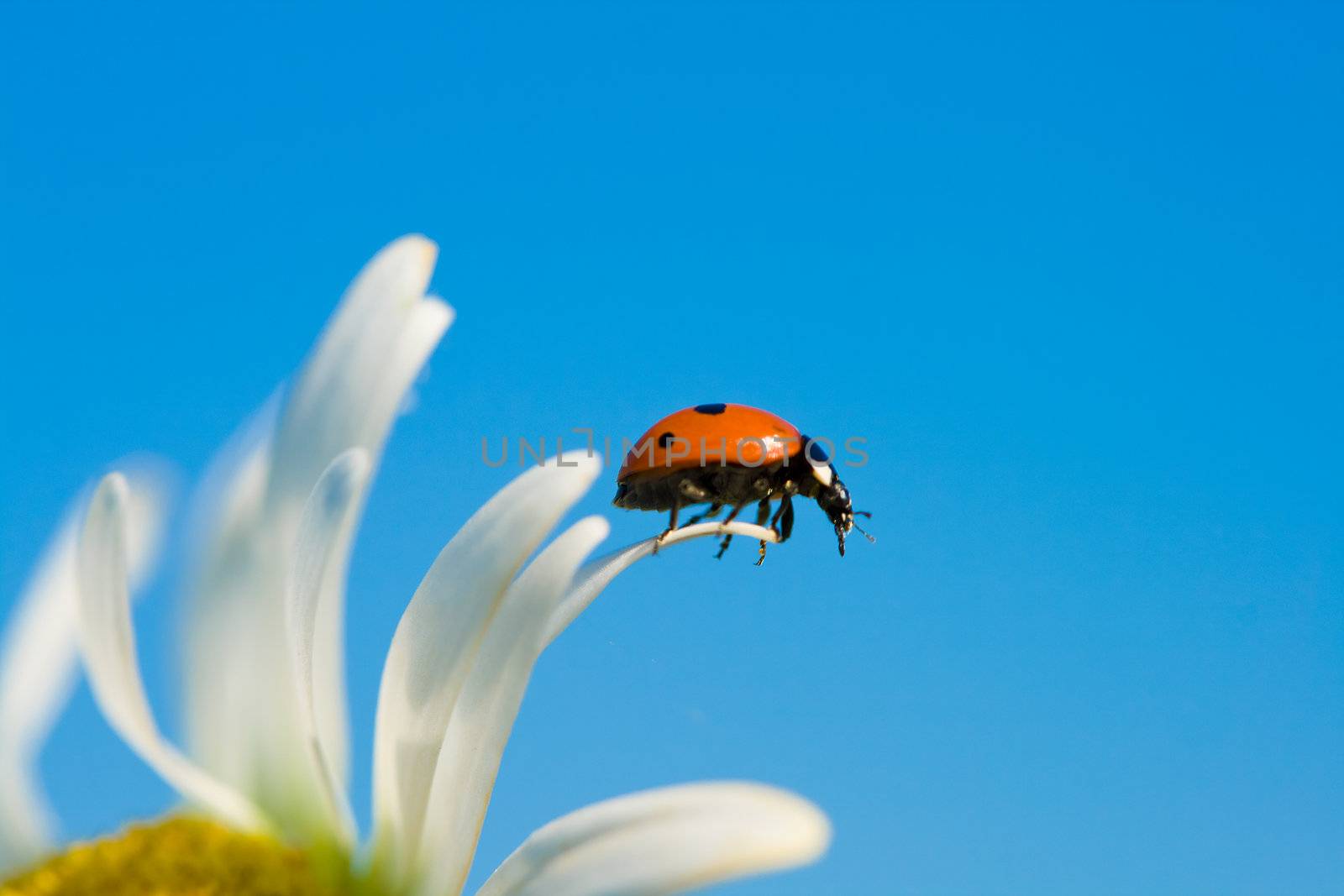 ladybird on chamomile petal, selective focus