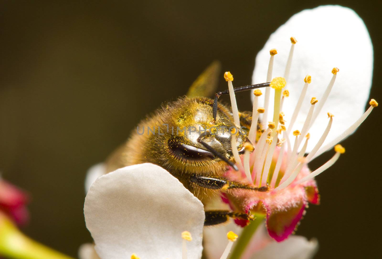 honeybee pollinating flowers by Alekcey