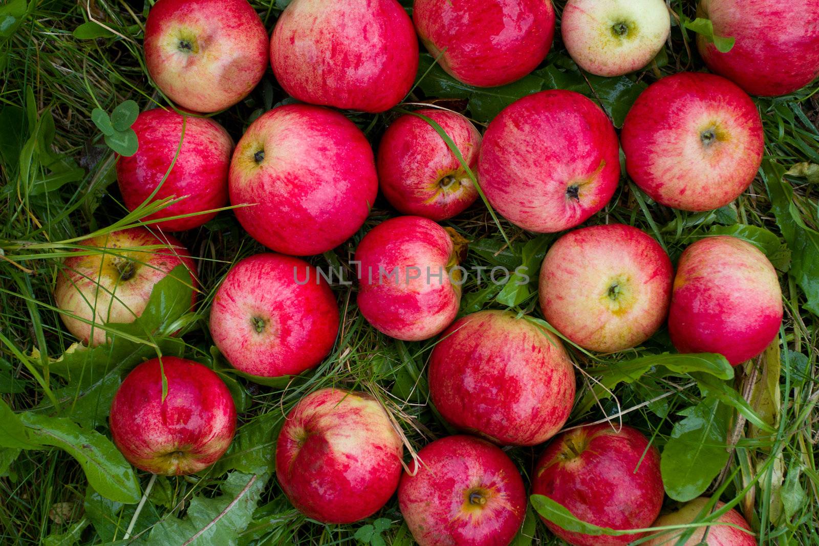 ripe red apples in green grass