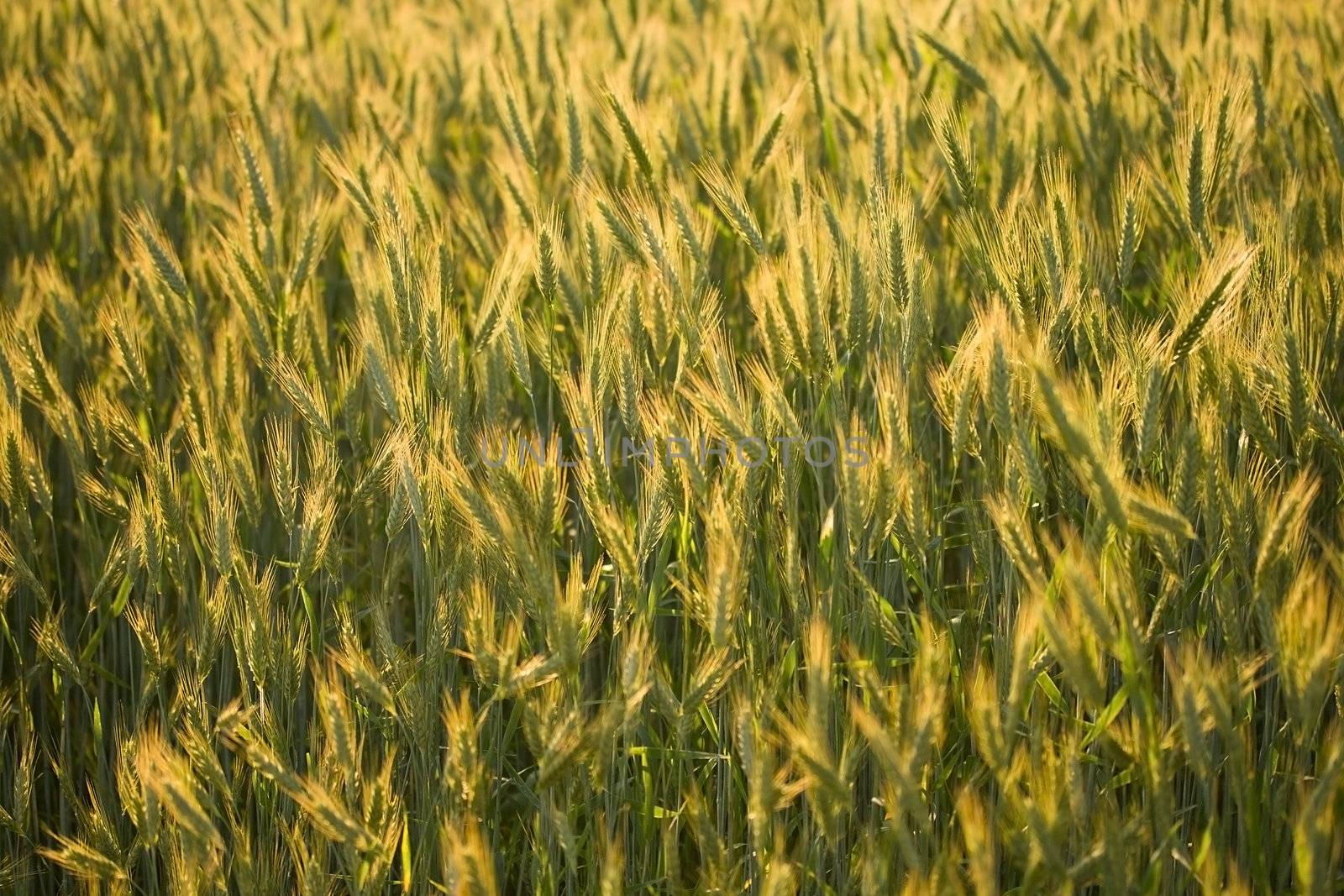 close-up ripe rye in field, selective focus