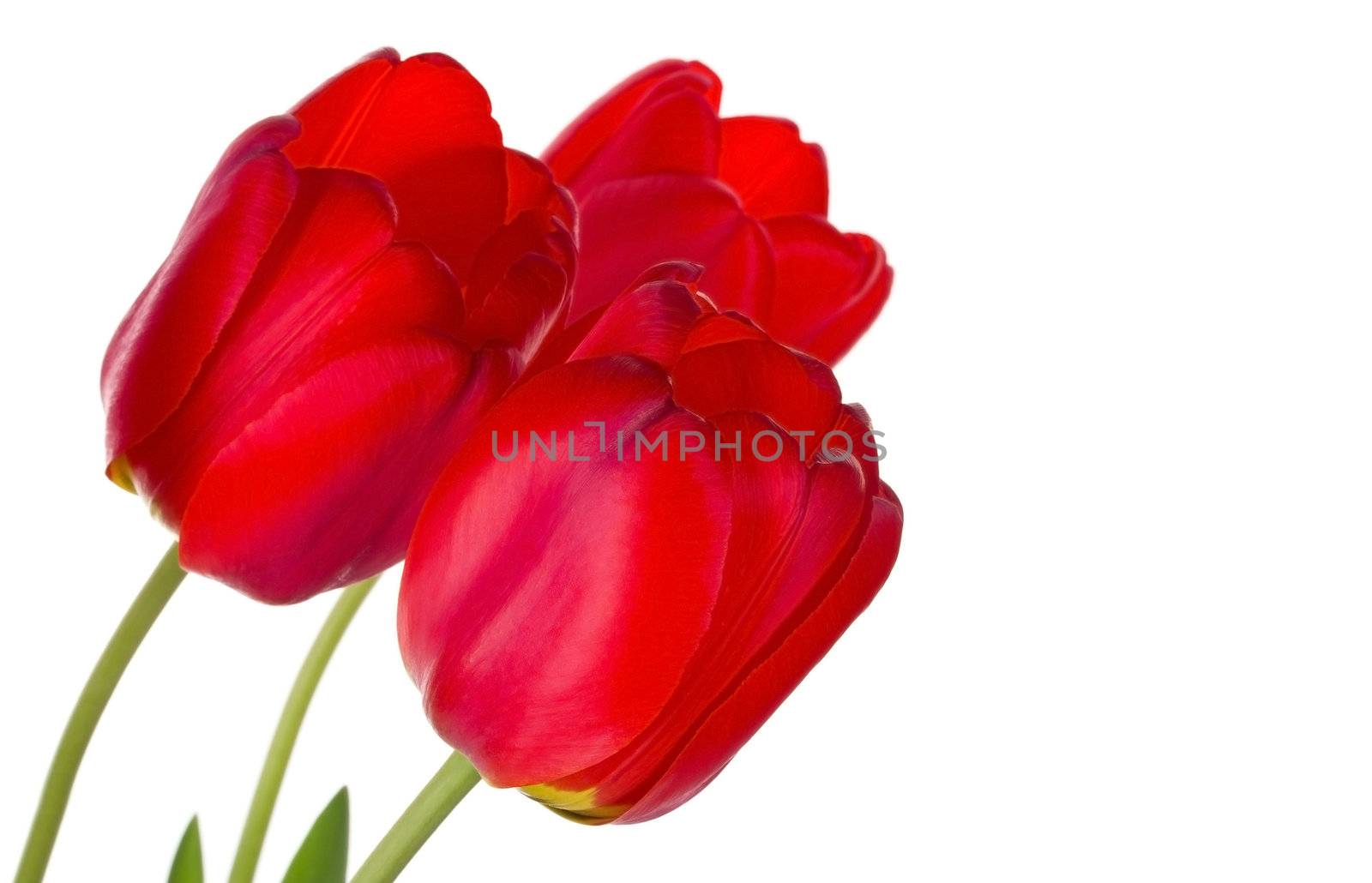 close-up three red tulips, selected focus, isolated on white