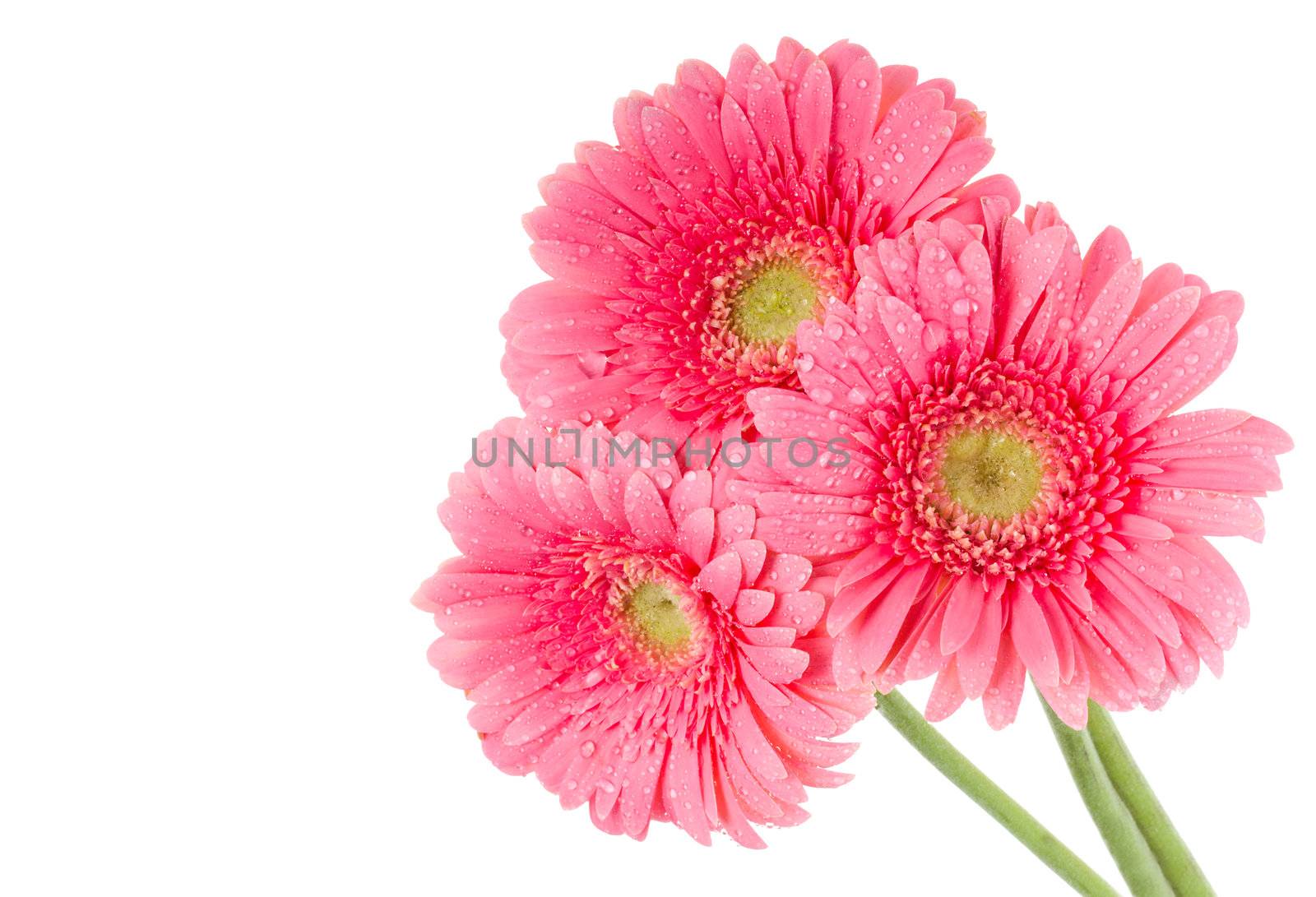 pink gerbera flowers by Alekcey