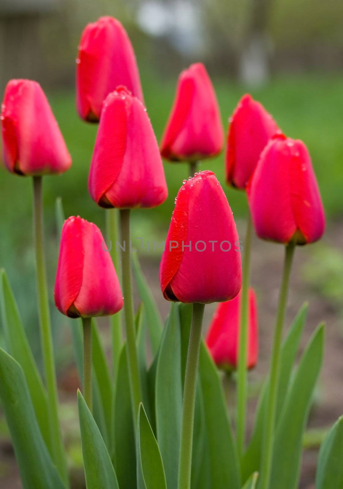wet red tulips by Alekcey