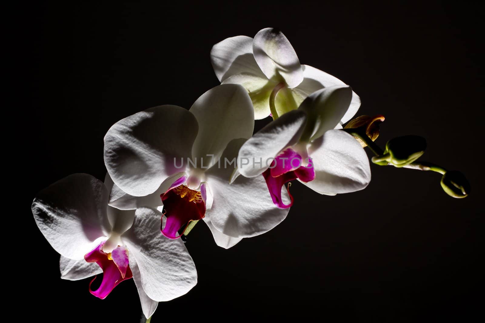 image shows orchidea isolated on a dark background