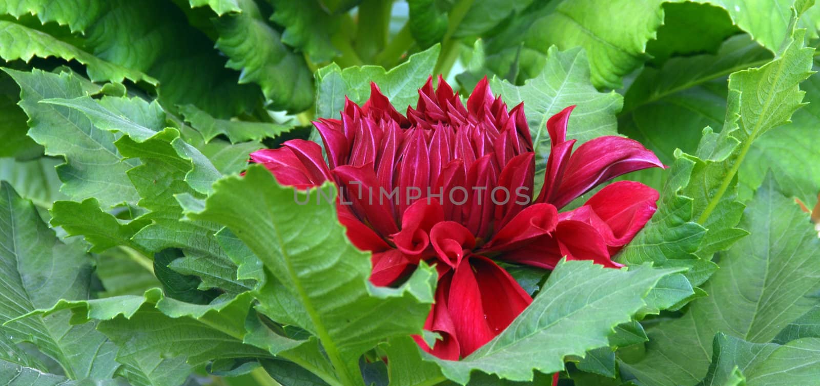 an isolated shot of Red Dahlia Flower
