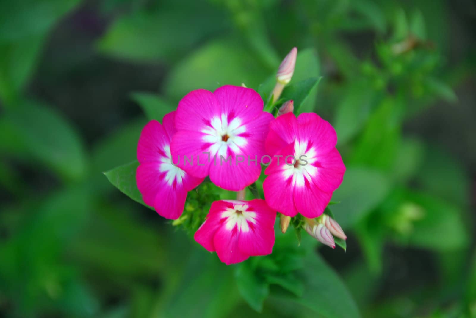 Pink vinca Periwinkle Flower by nikonite