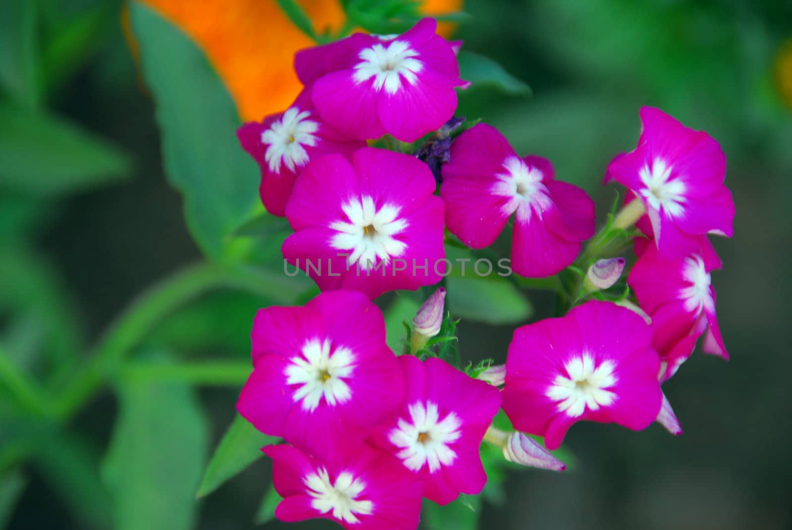 Pink vinca Periwinkle Flower by nikonite
