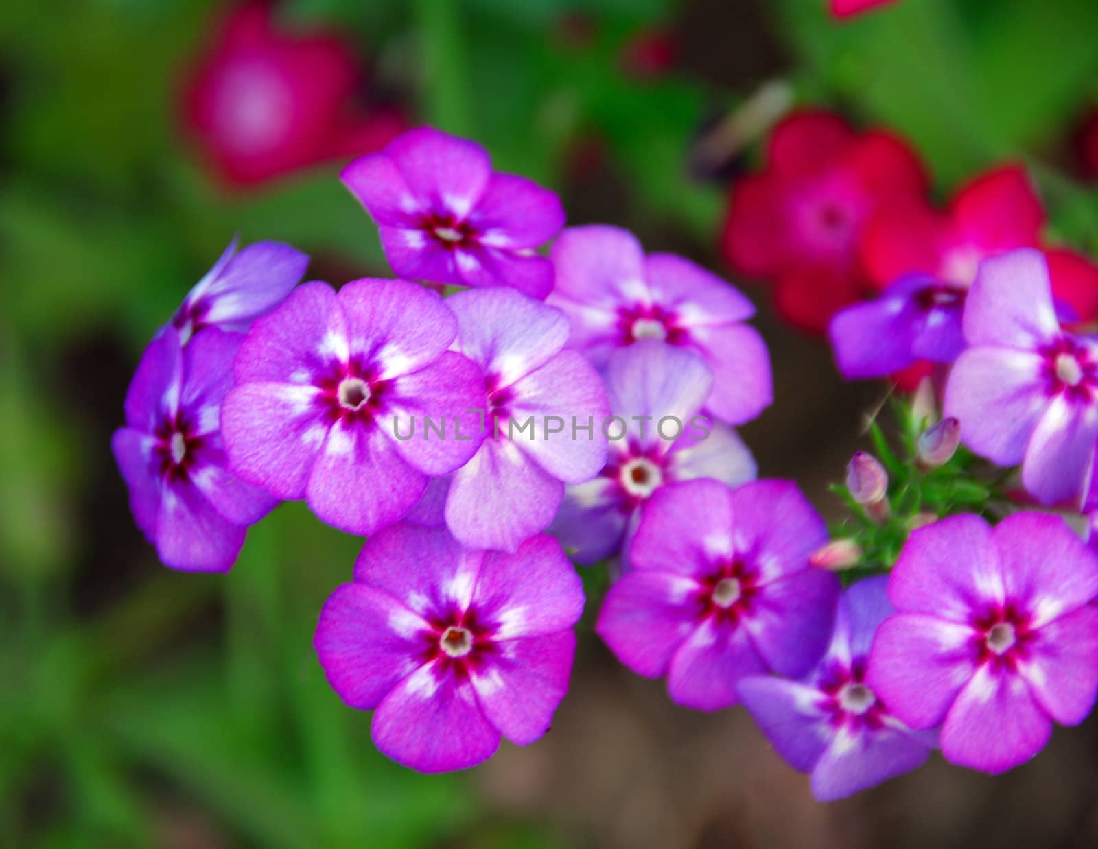 An isolated shot of Purple vinca Periwinkle Flower