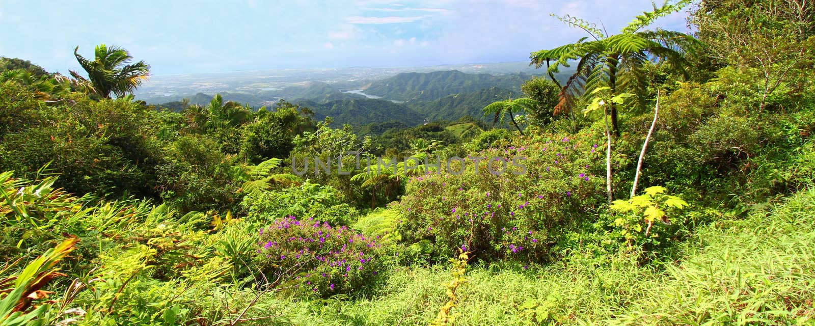 Puerto Rico Forest by Wirepec