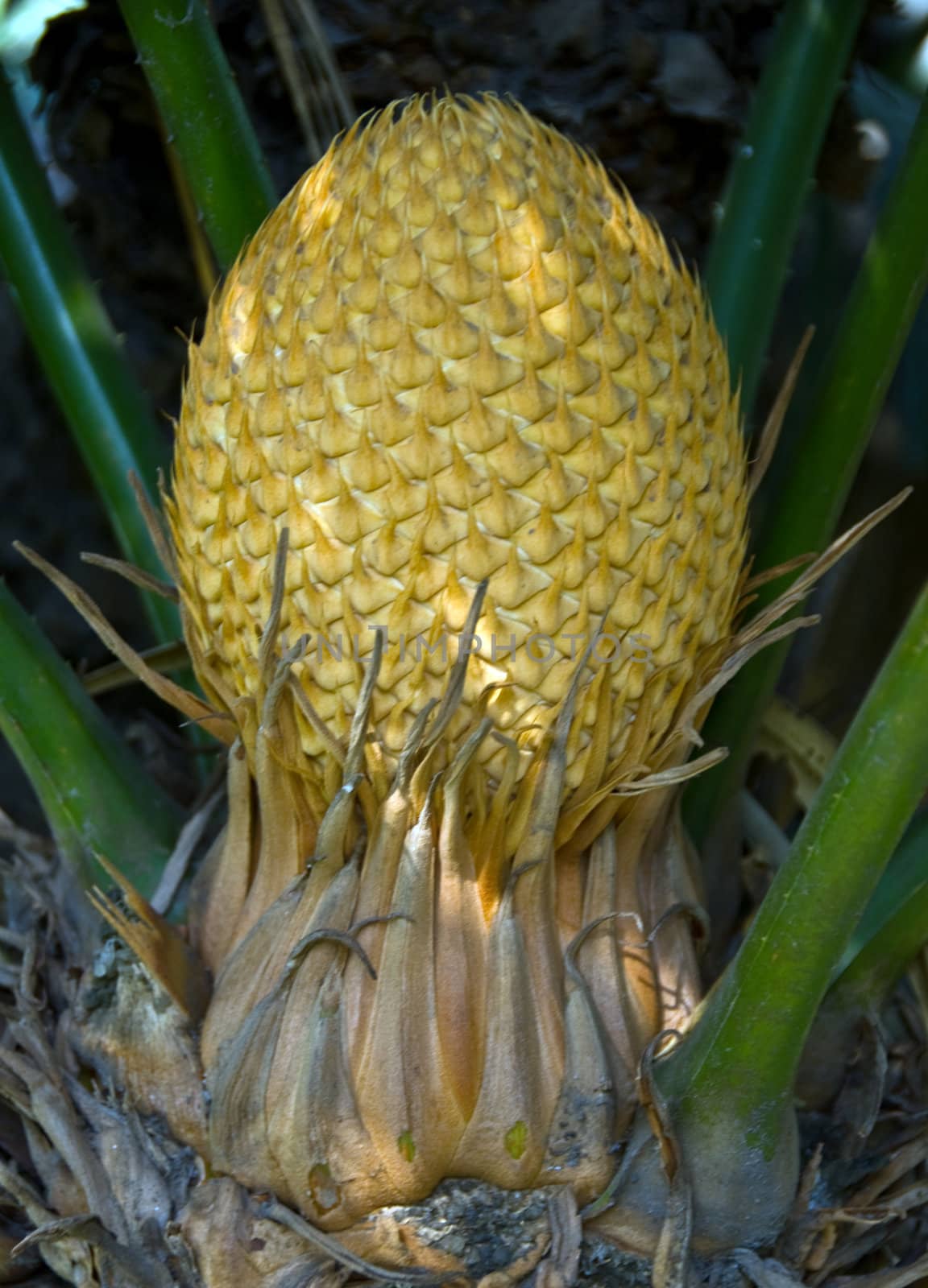isolated closeup of a cycad palm plant head