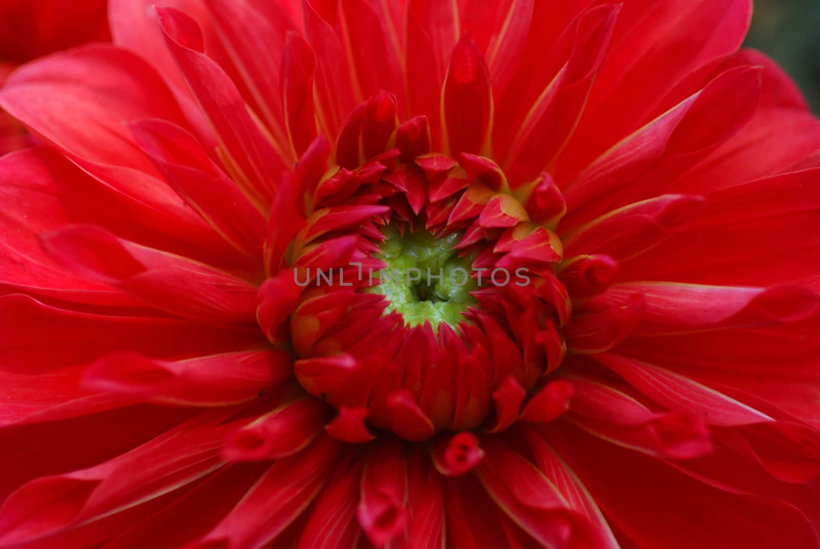 a closeup of red maroon dahlia flower blooming