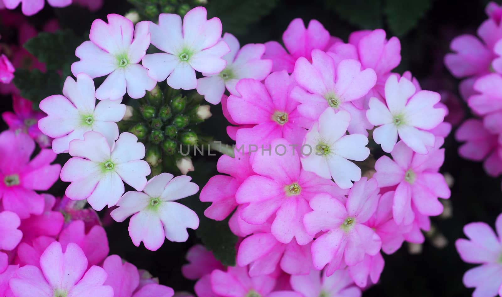 Pink white Flower cluster by nikonite