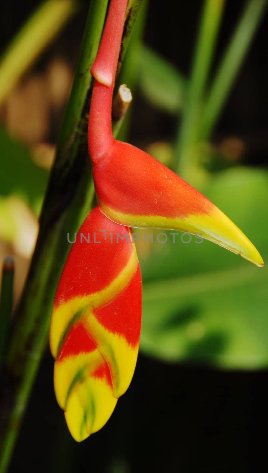 closeup of Heliconia Lobster claw orange yellow Flower in bloom