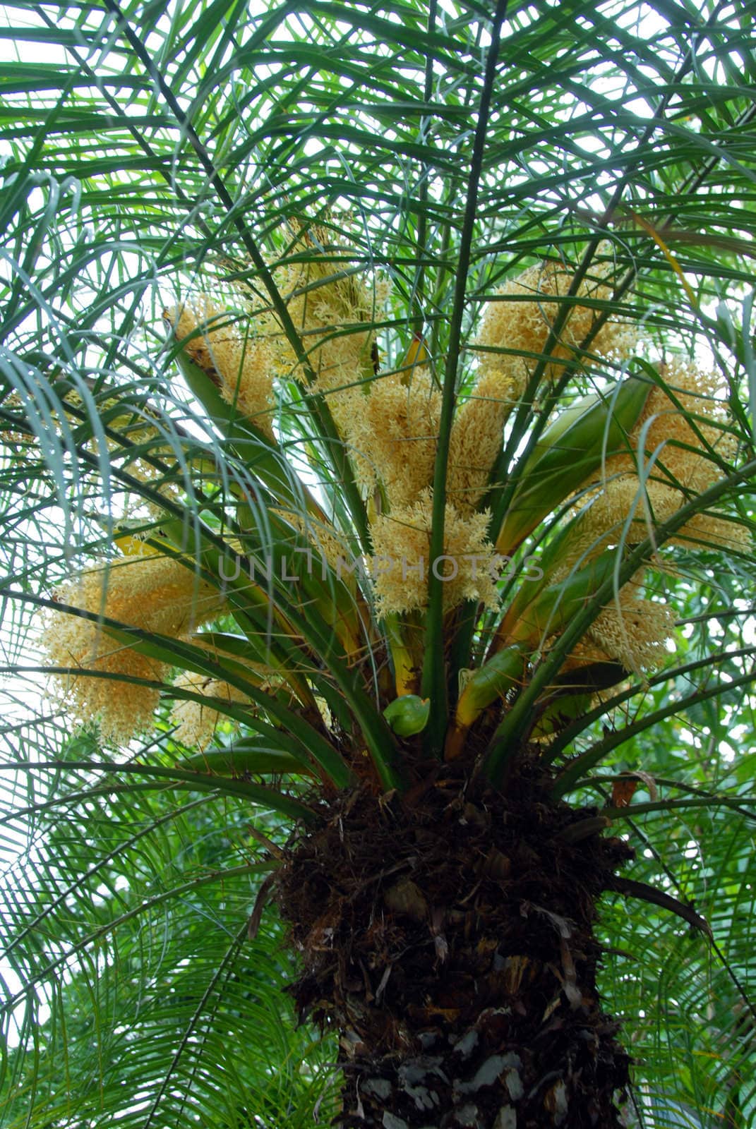 closeup of green date palm tree with white flowers