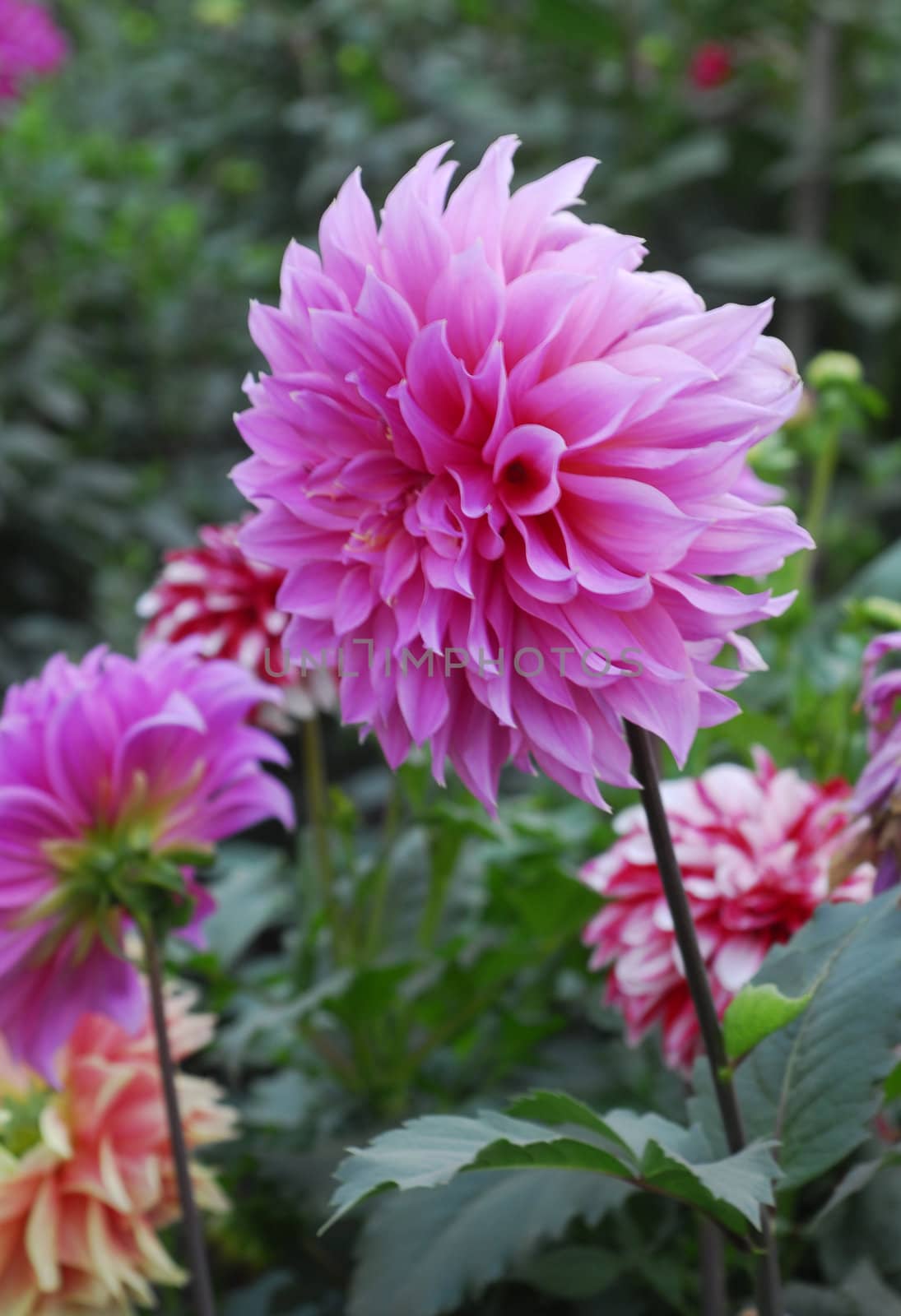 Pink Dahlia Flower in bloom
