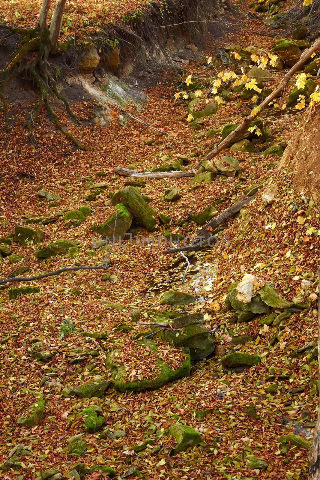 Hollow in the woods. Limestones covered with green moss among the fallen leaves