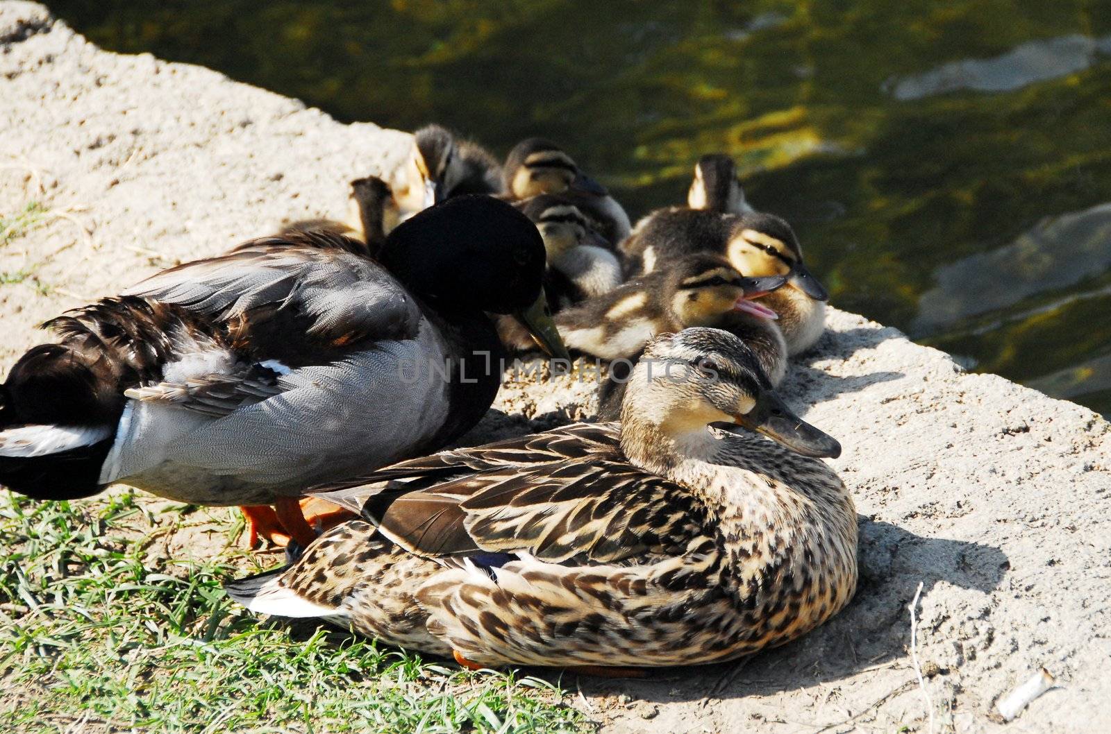 brown Mallard Duck Family including male female and babies