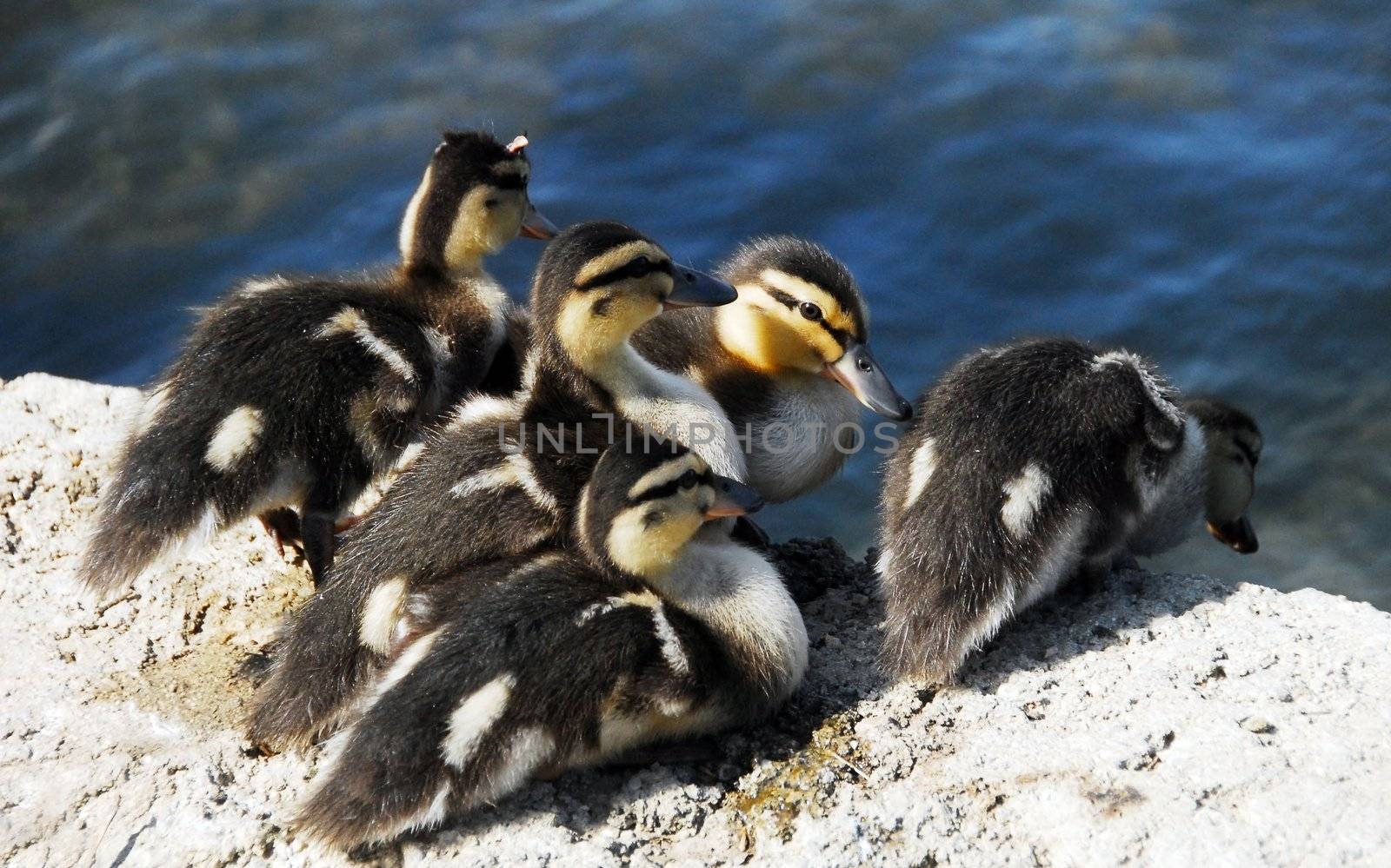 brown hairy newborn Mallard Duck babies near pond