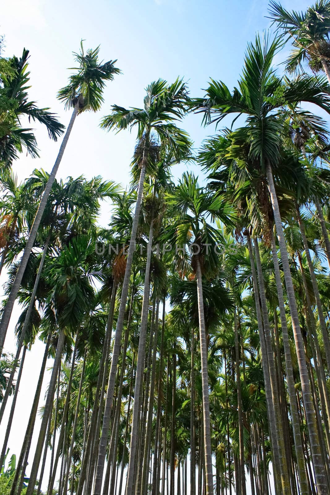 Palm trees in the sky