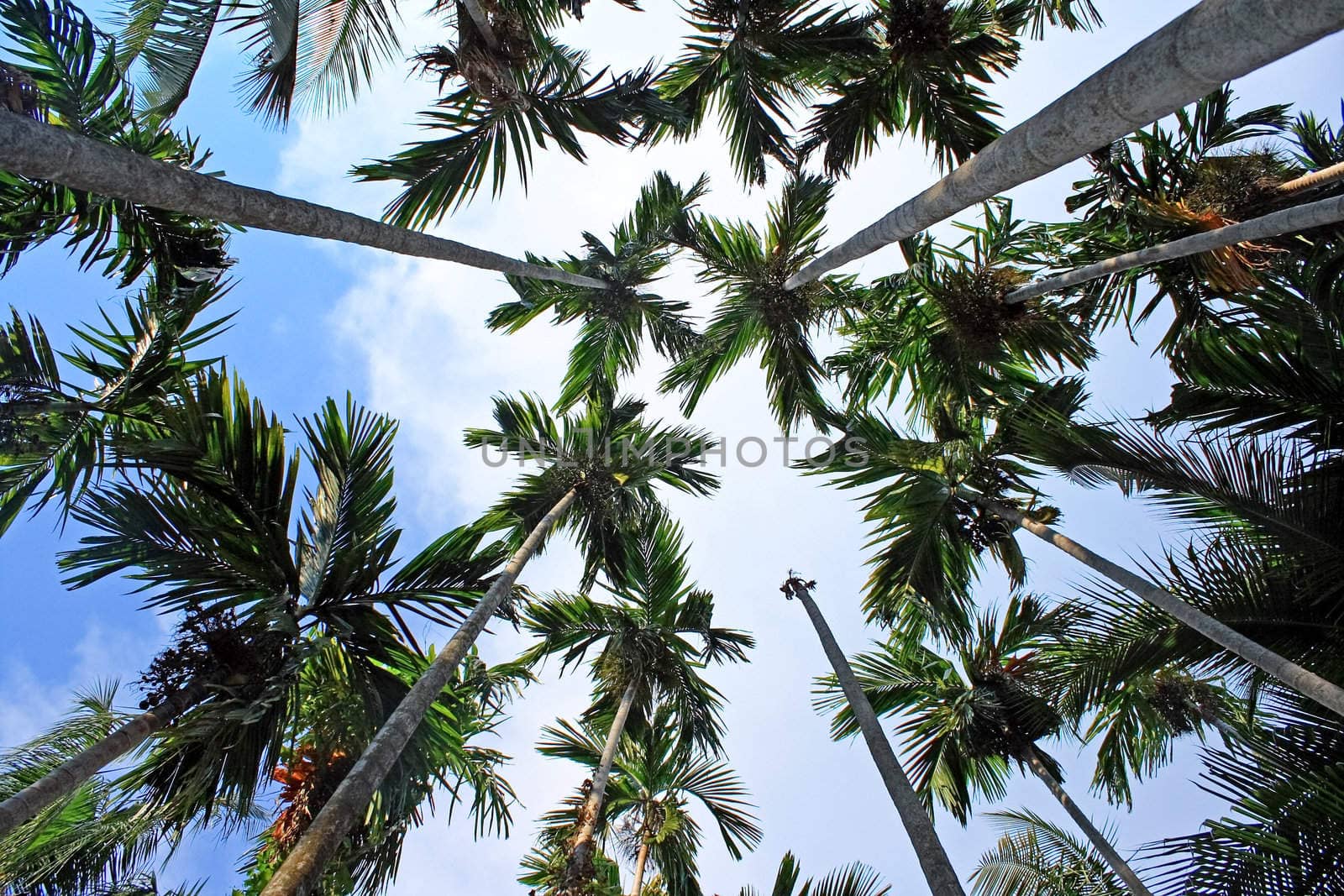 Palm trees in the sky