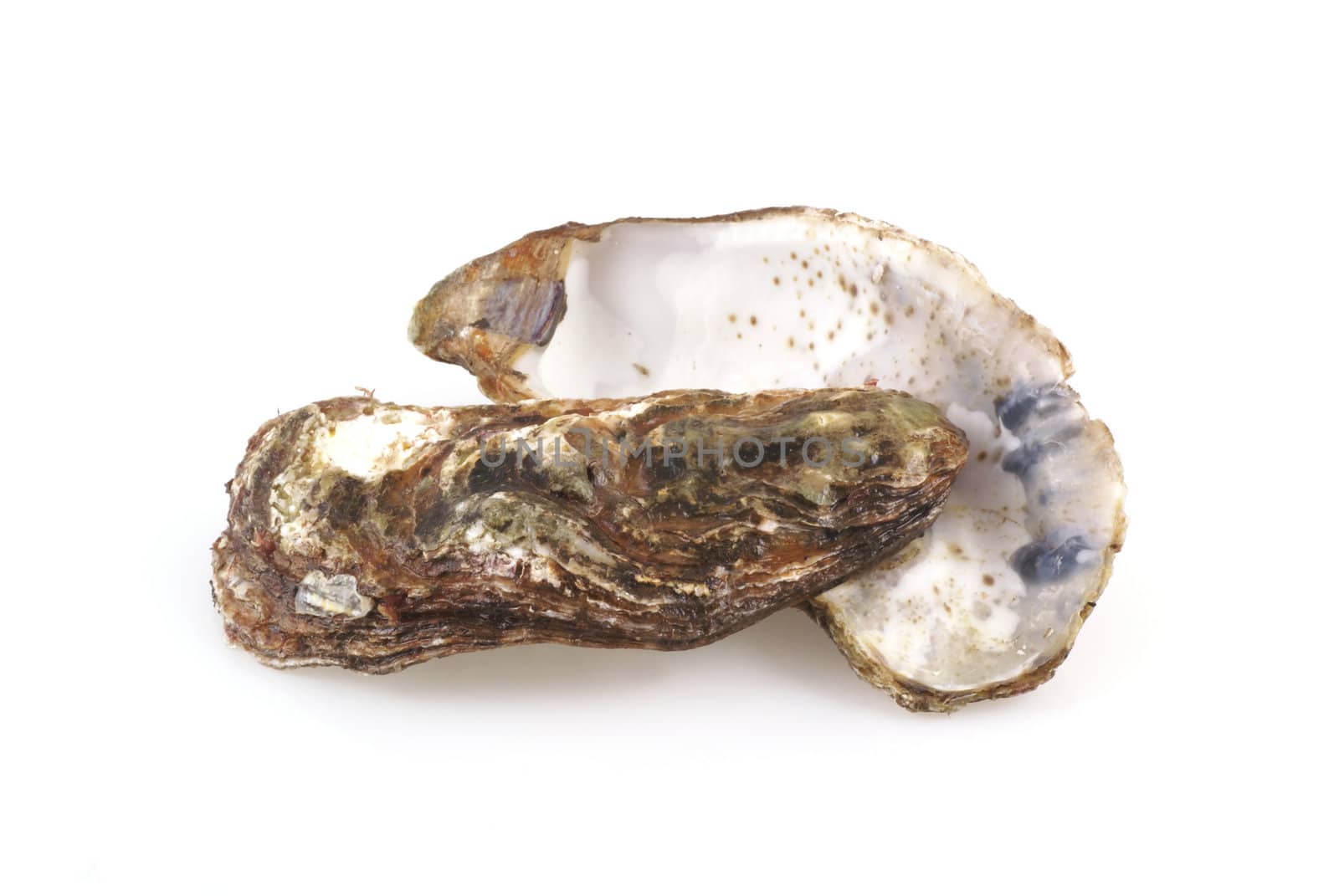 Empty oyster shells on a white background.
