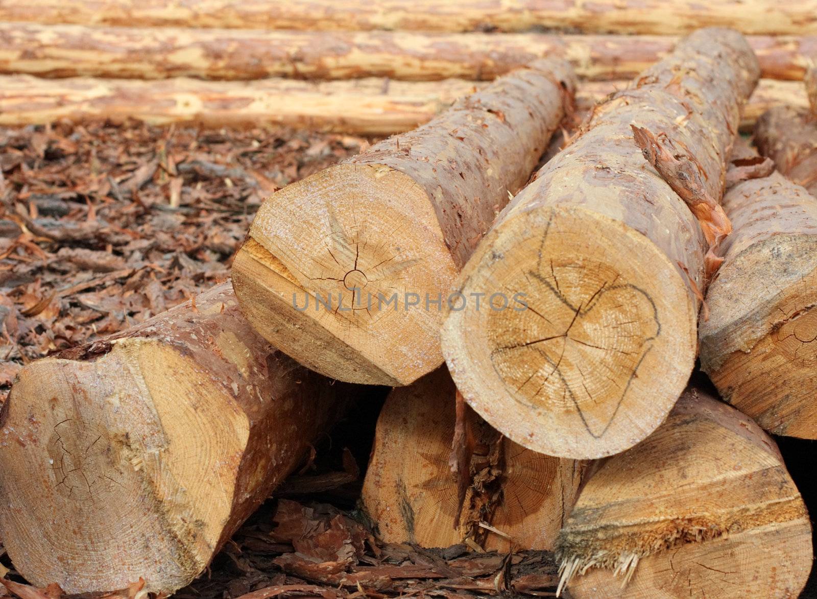 Log, wood to cut, a cut, fire wood
