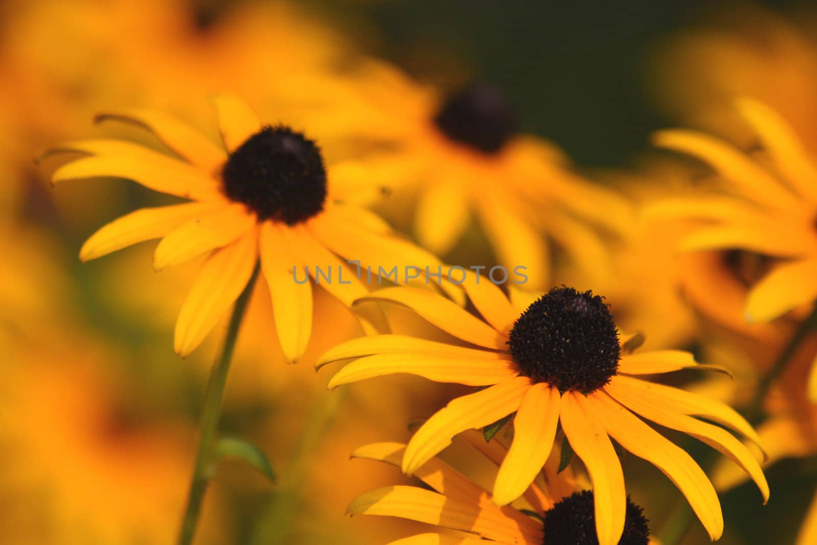 Close up of the yellow rudbeckia blossom. Background.