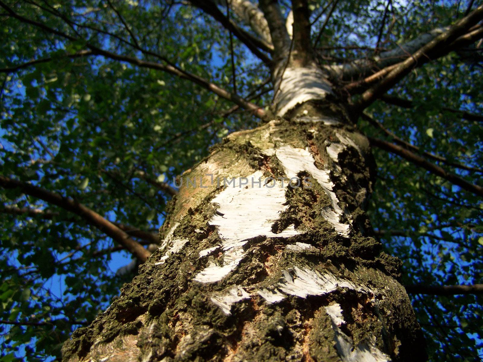 detail of a tree