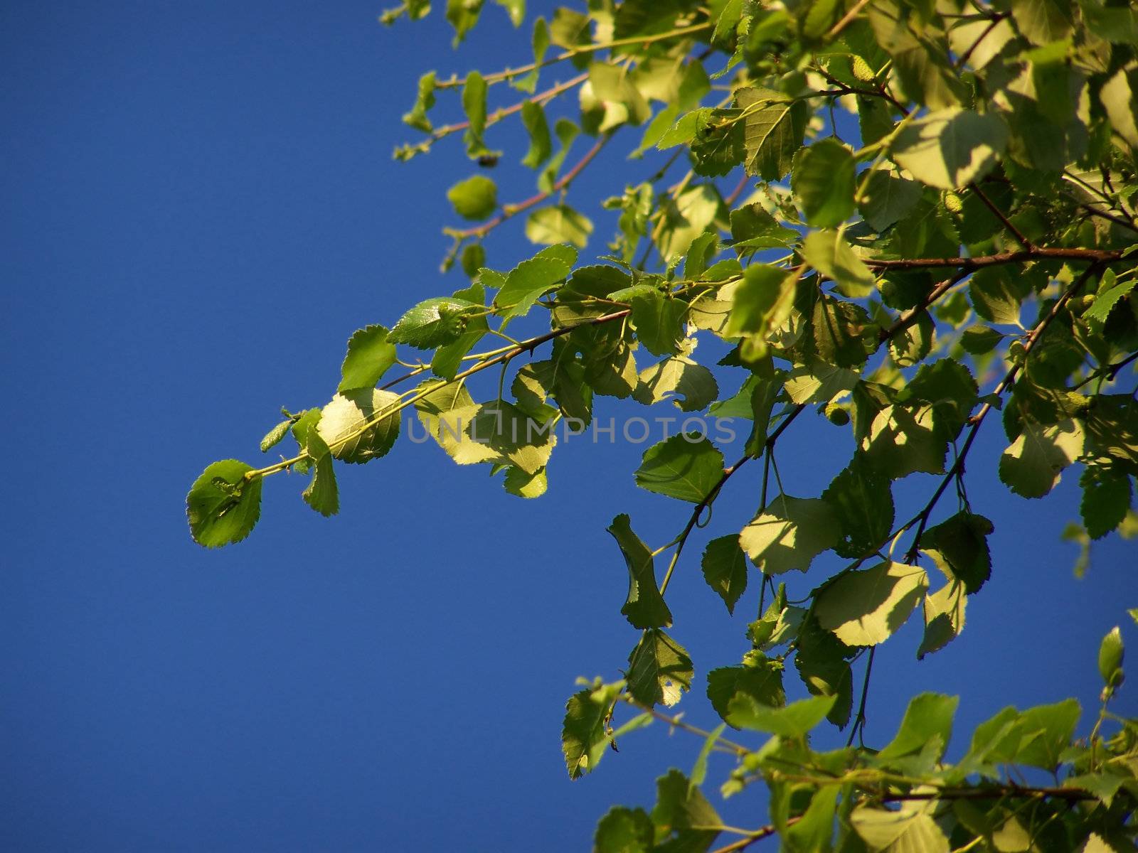 detail of leaves