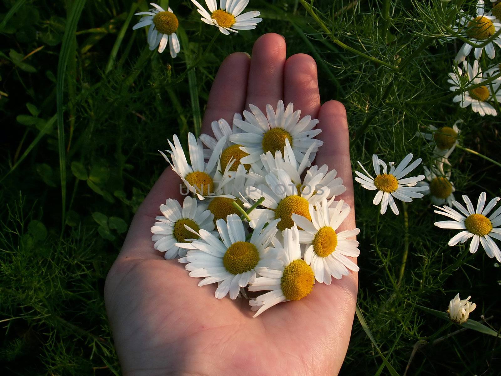 detail of an open hand and camomile