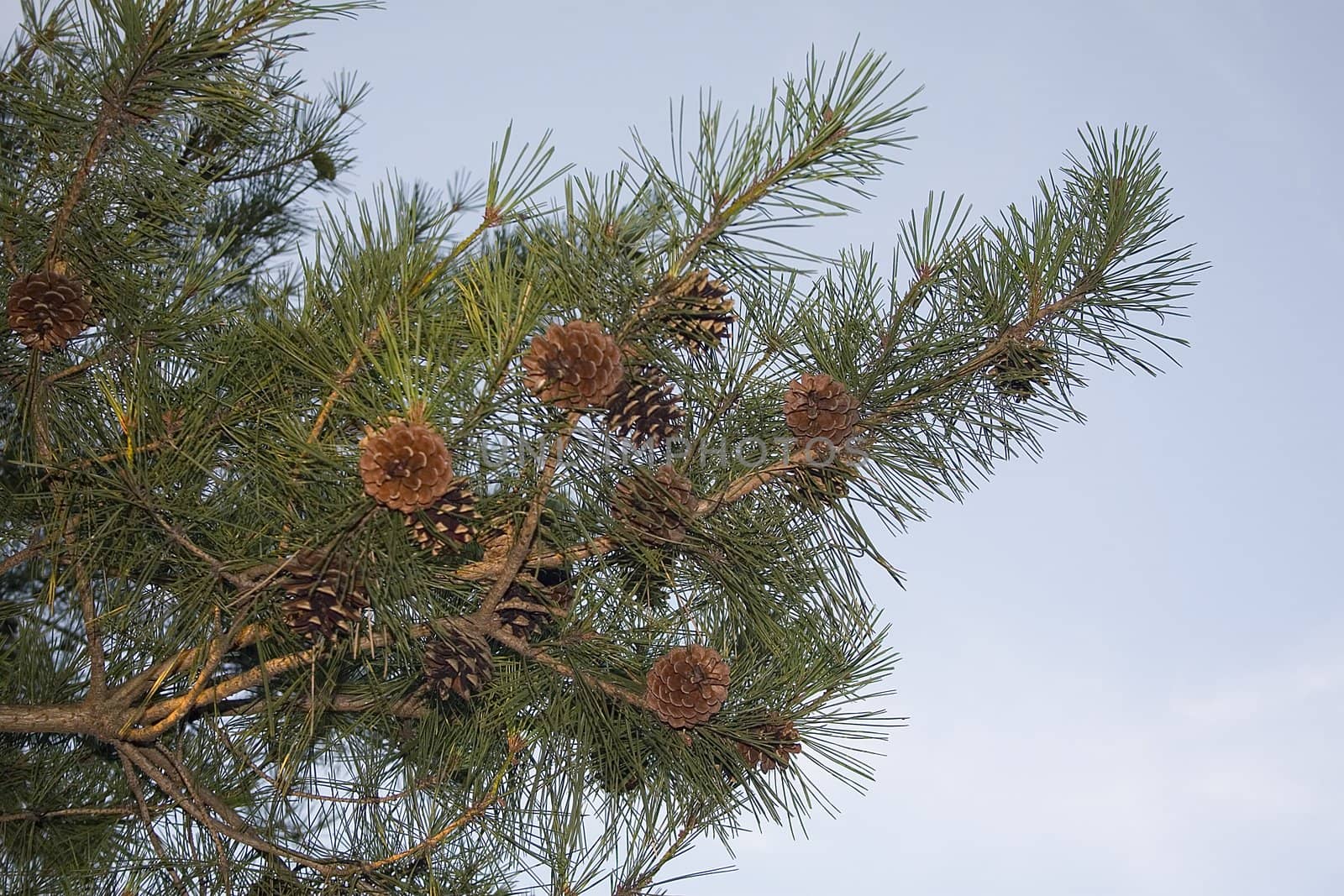 Pine Cones on Tree by suwanneeredhead