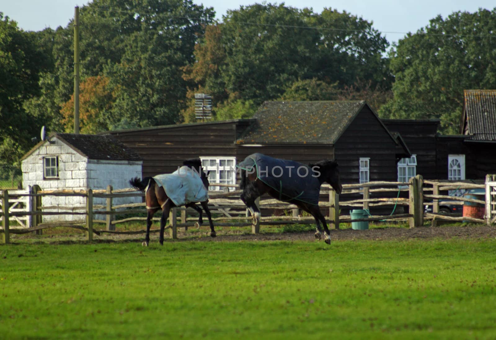 Horses having fun jumping around in a field