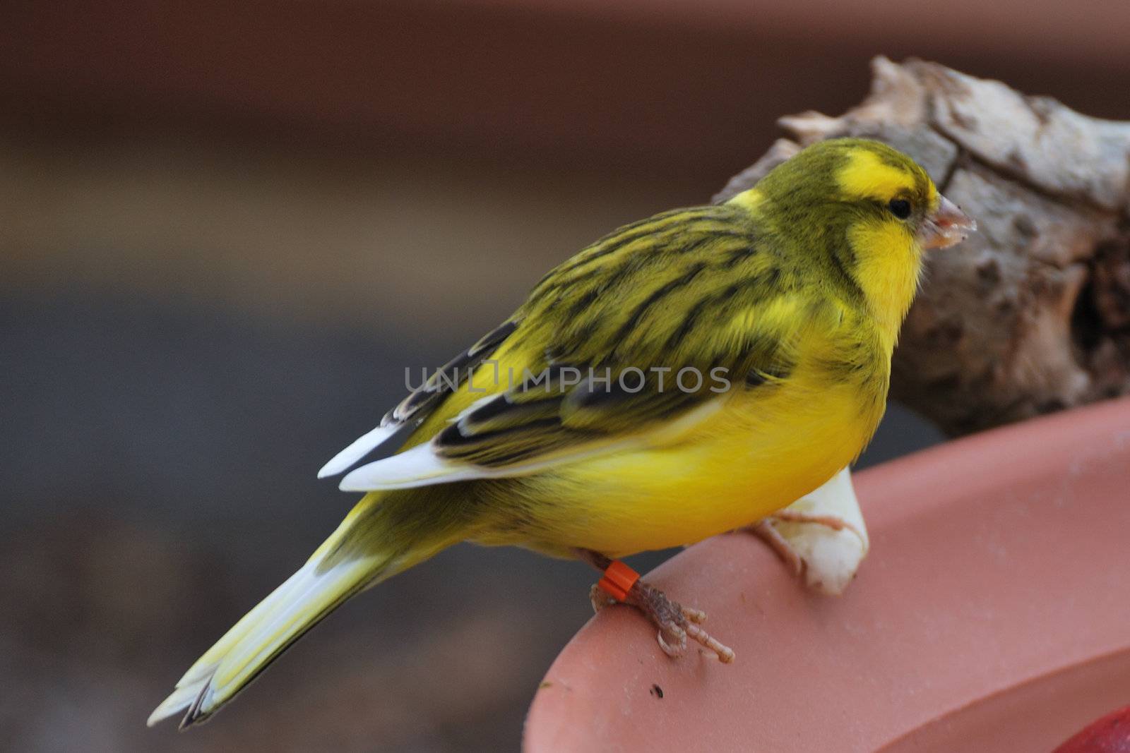 Exotic yellow bird feeding