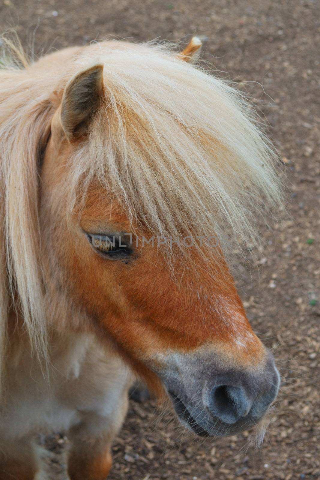 Shetland pony standing