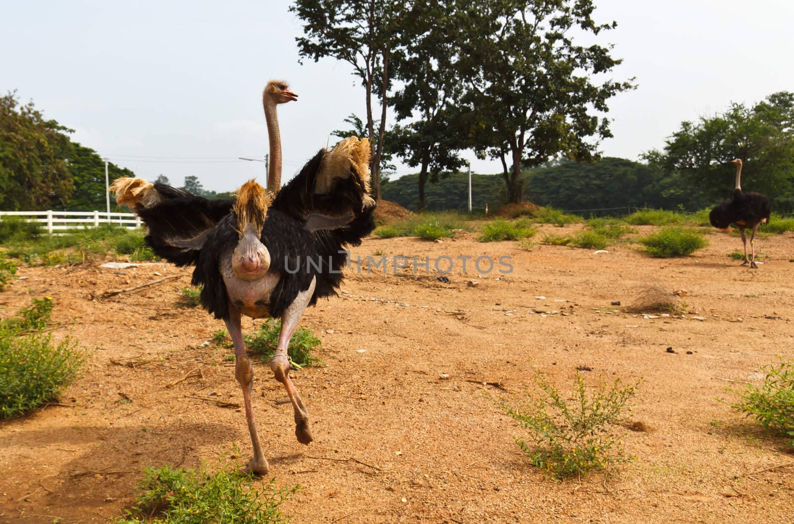 Ostrich in farm