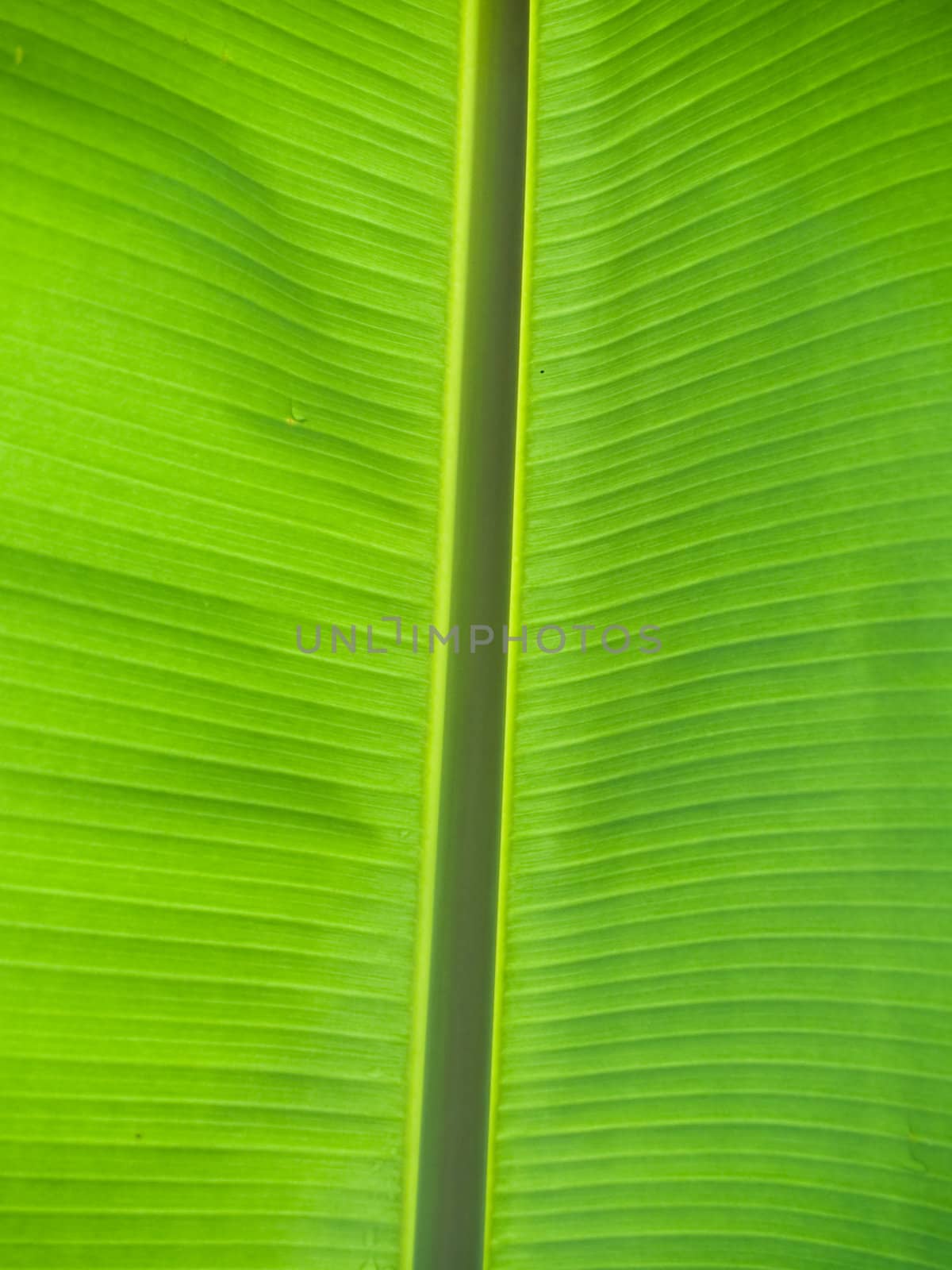 Closeup texture and detail of banana foliage