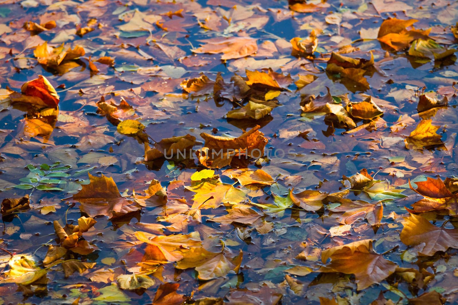 Sun and shadow on autumn leaves floating in water