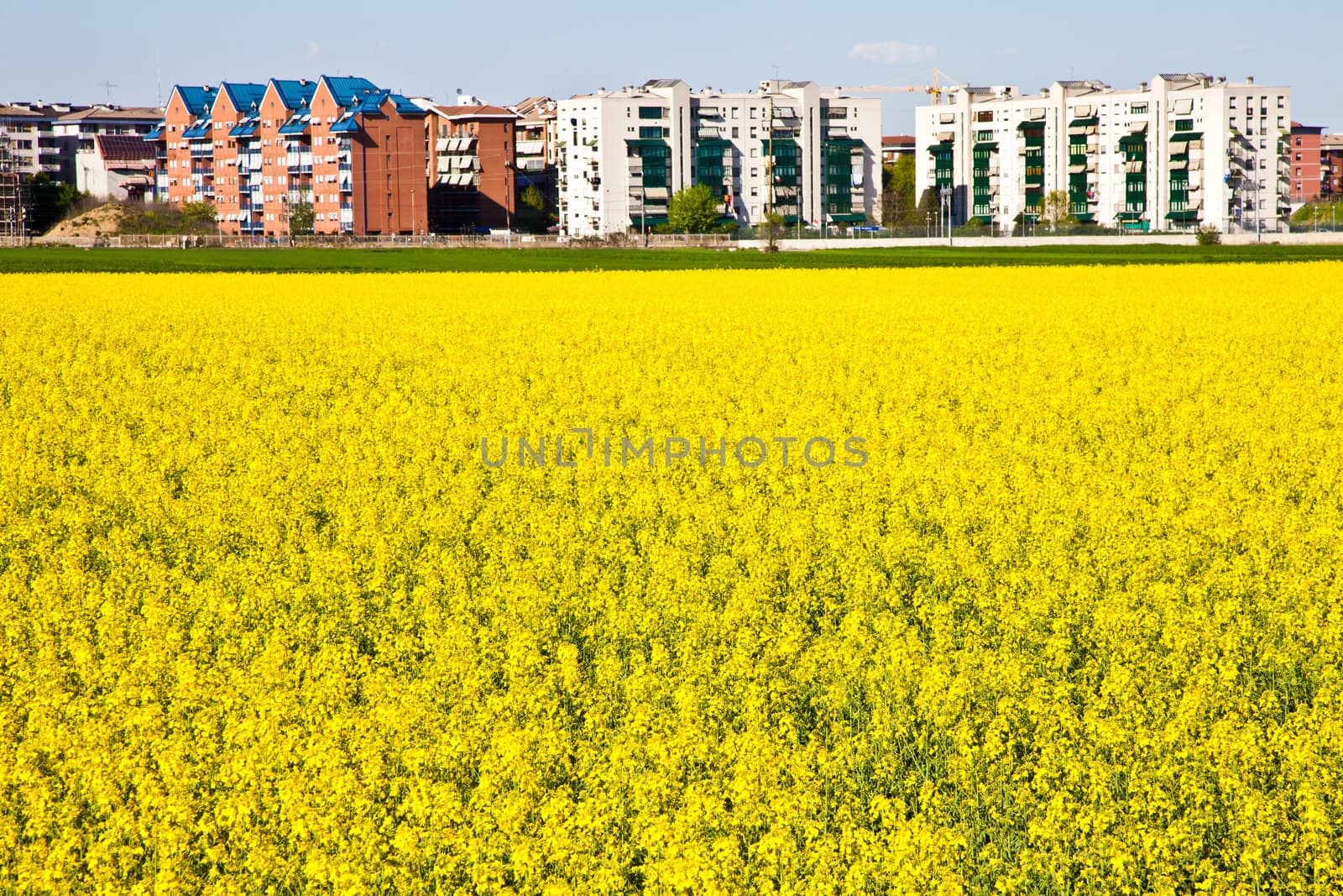 Field of yellow flowers in spring season close to the border of the city