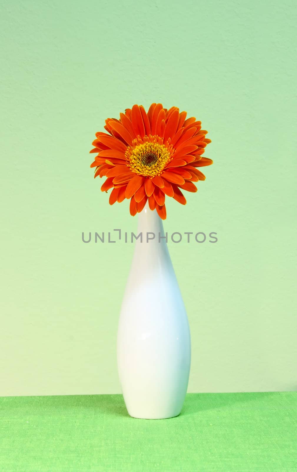 Flower of an orange gerber in a vase