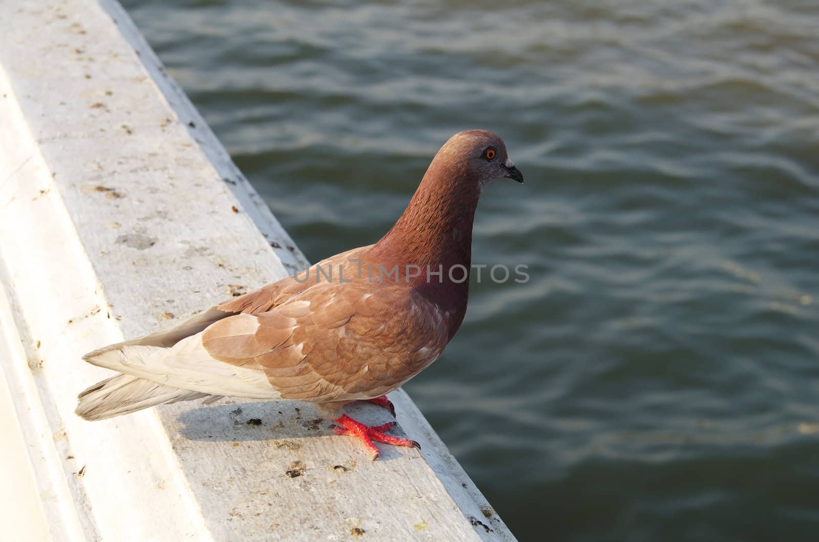 a pigeon near the river