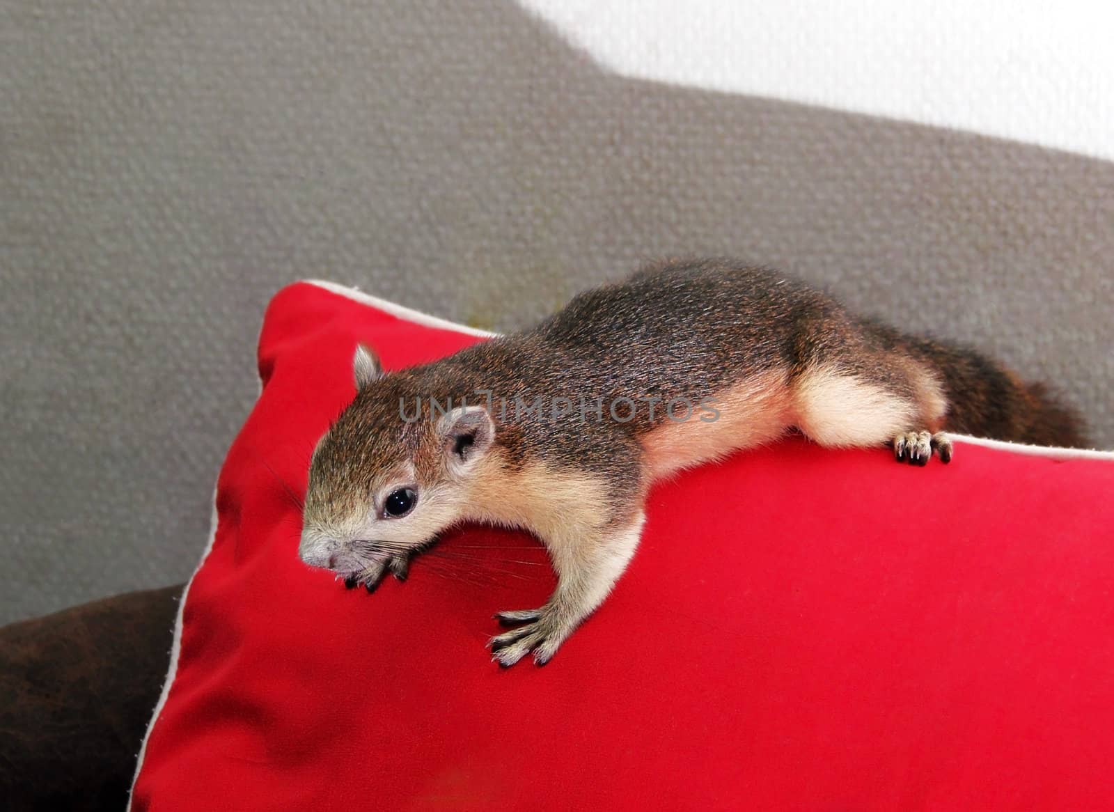 a cute squirrel by BeeManGuitarRa