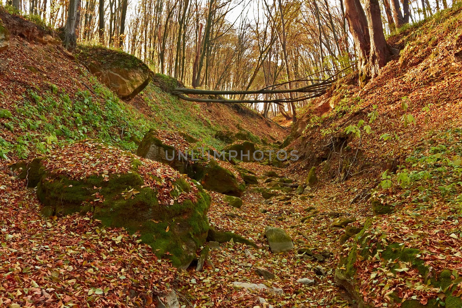 Ravine in the forest. Limestones covered with green moss among the fallen leaves. Falling tree through the gully