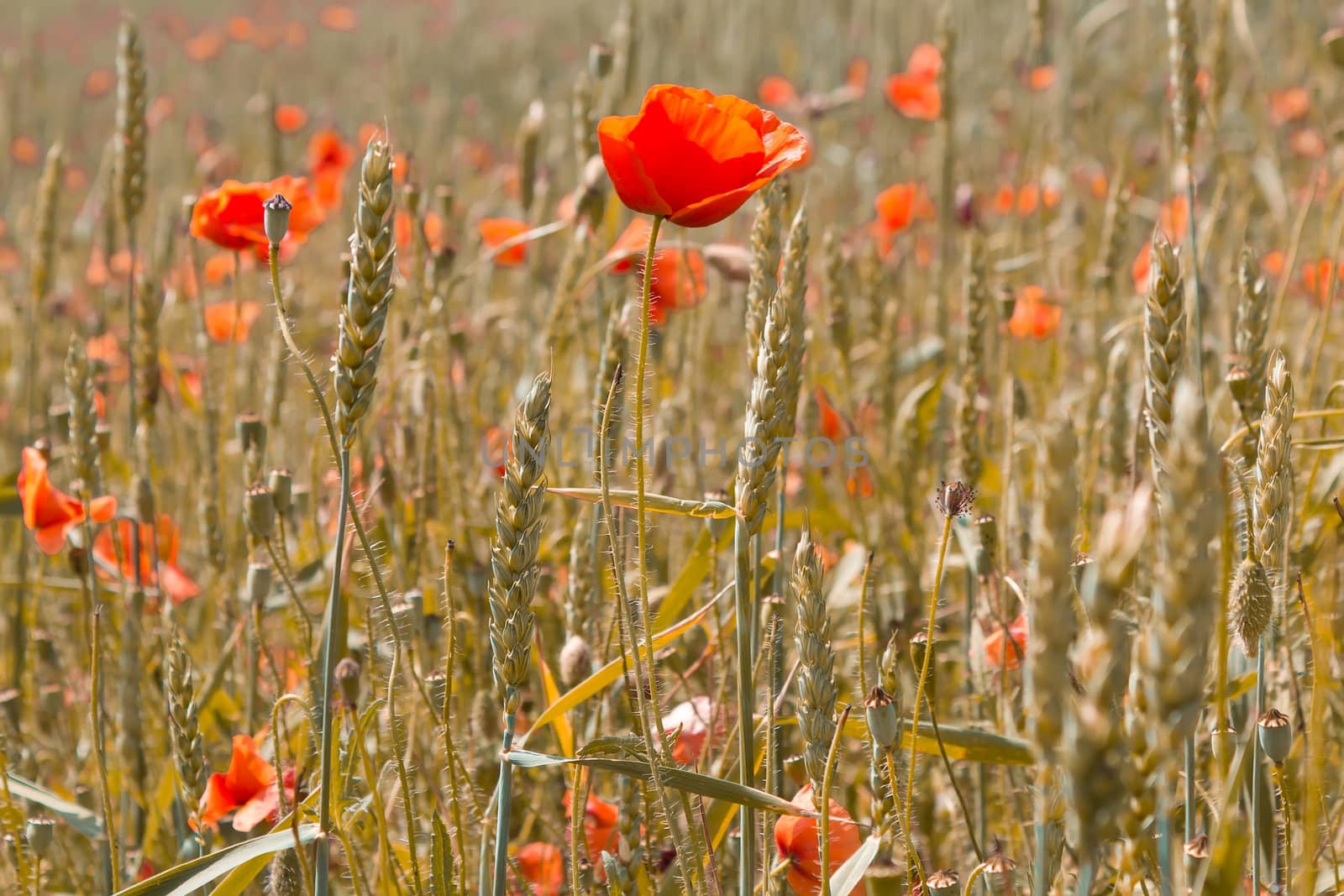 detail of golden wheat with red poppy 