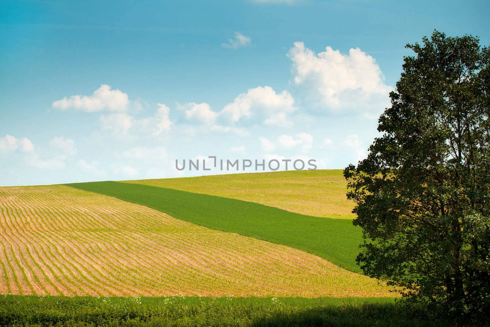 Summer landscape with field and meadow
