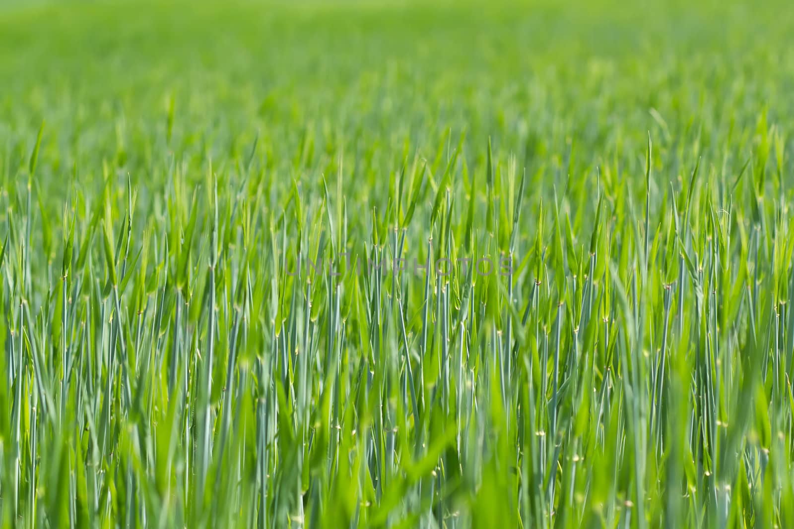 detail of field with green spring grains by artush