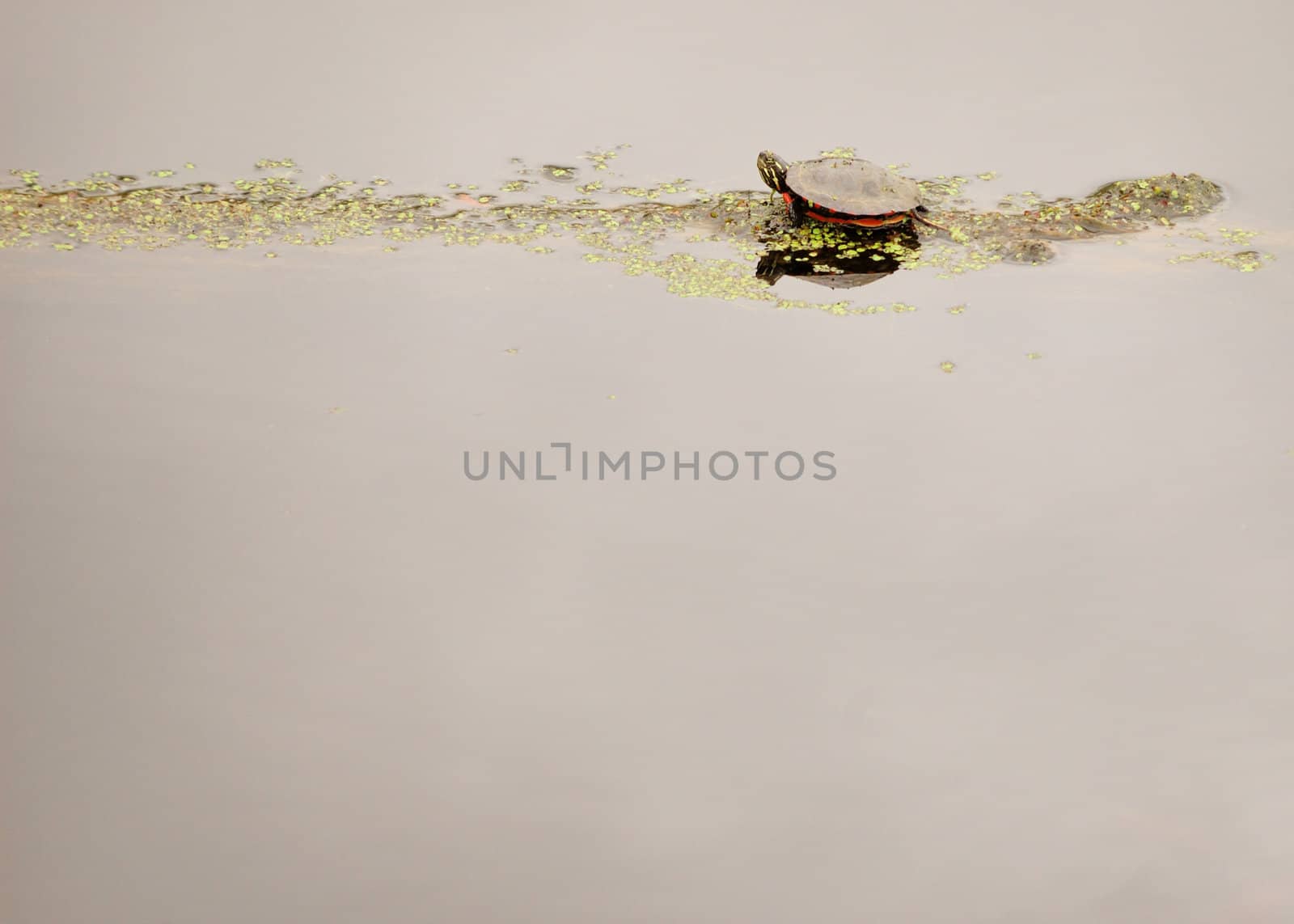 Painted Turtle by brm1949