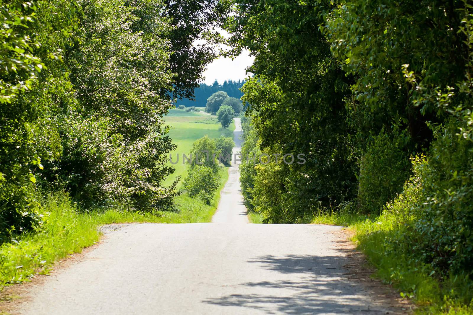 Summer scenery of a village road lined with green trees
