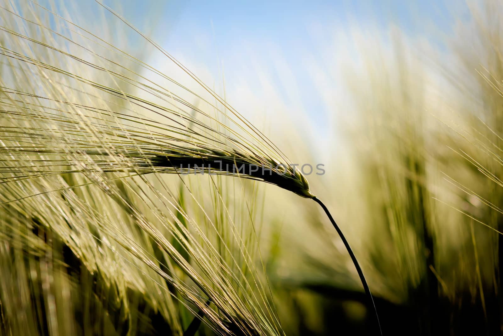 closeup detail of golden organic grains for background