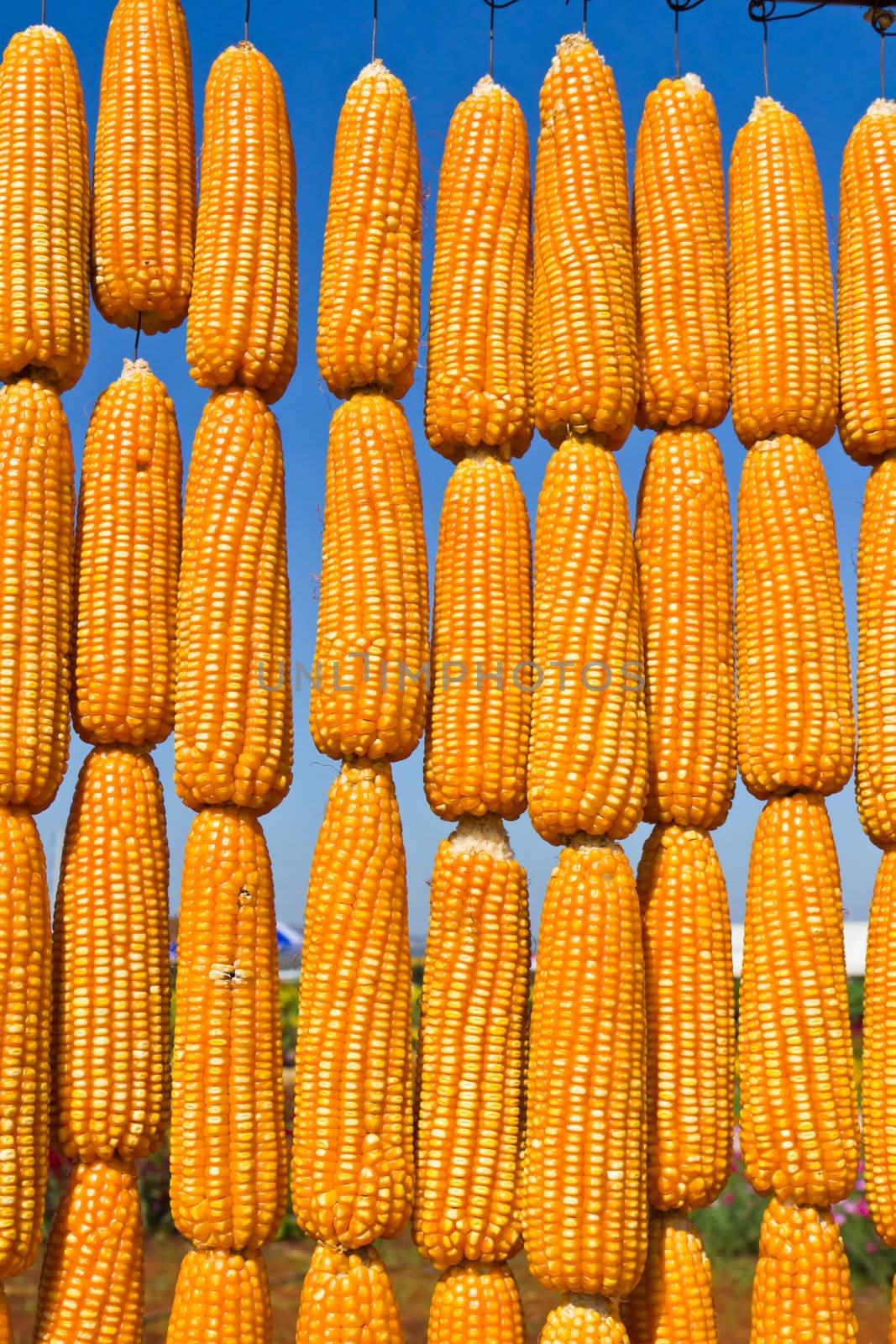 The corn in row on sky